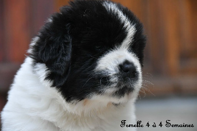 CHIOT femelle 4 Rose blanche