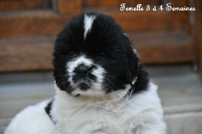 CHIOT femelle 3 Rose violette