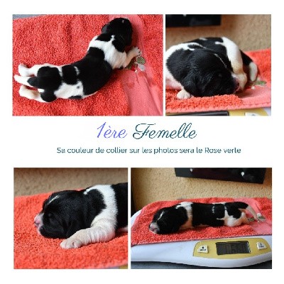 CHIOT femelle 1 Rose Verte