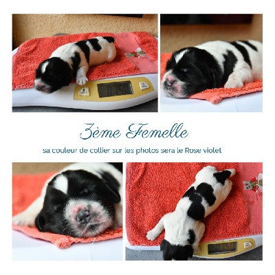 CHIOT femelle 3 Rose violette