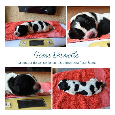 CHIOT femelle 4 Rose blanche