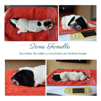 CHIOT femelle 2 Rose Rouge