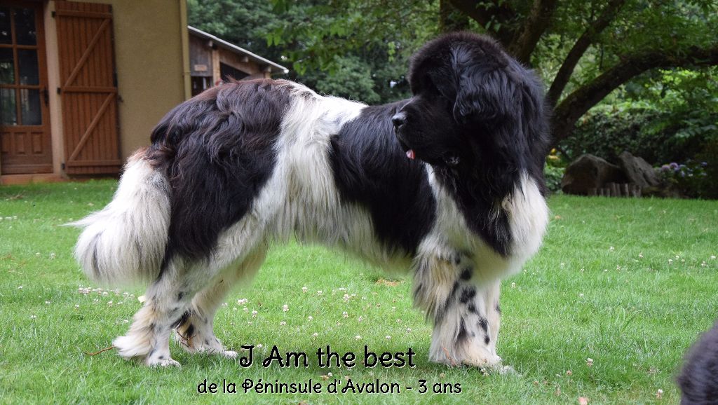 I am the best de la Péninsule d'Avalon