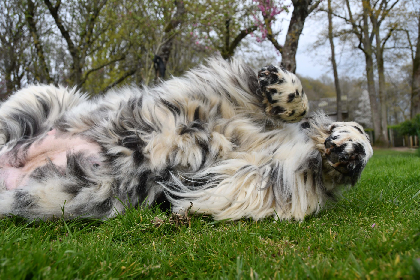 Bientôt une petite portée