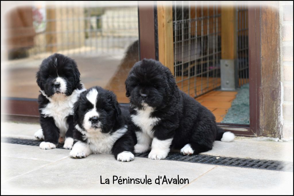 Tous les chiots sont réservés. 