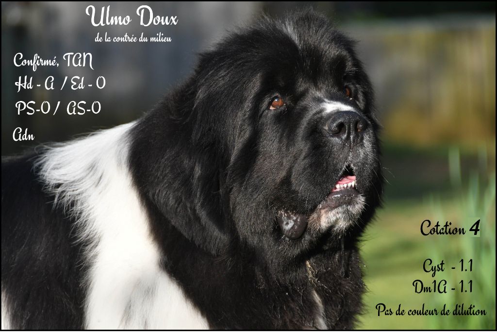 Disponible pour saillie