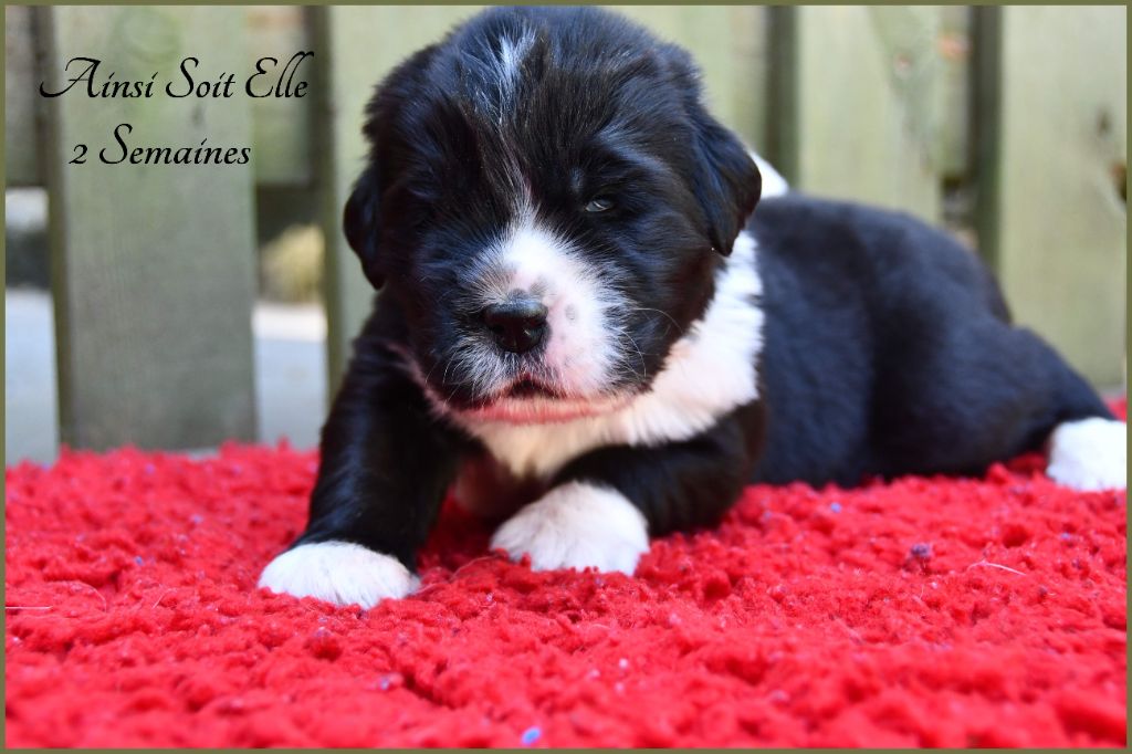 de la Péninsule d'Avalon - Chiots disponibles - Terre-neuve