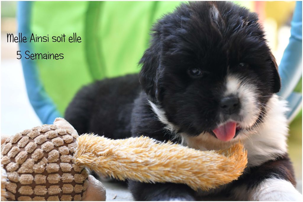 de la Péninsule d'Avalon - Chiots disponibles - Terre-neuve