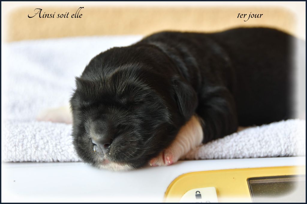 de la Péninsule d'Avalon - Chiots disponibles - Terre-neuve