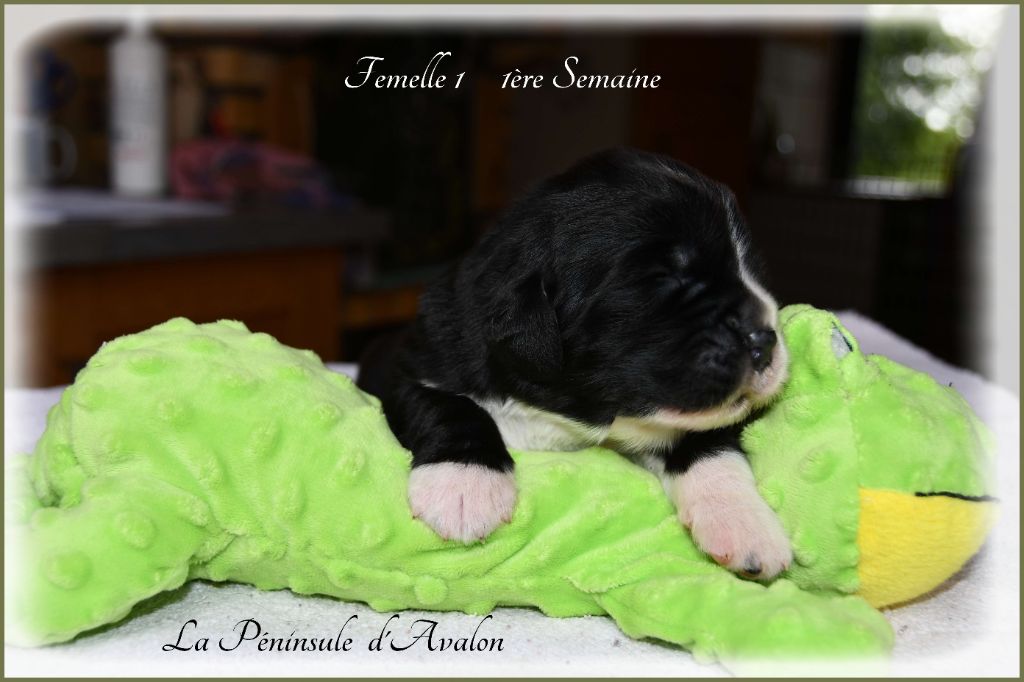 de la Péninsule d'Avalon - Chiots disponibles - Terre-neuve