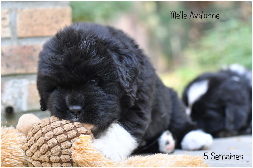 de la Péninsule d'Avalon - Chiots disponibles - Terre-neuve
