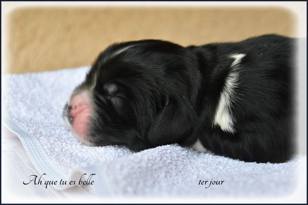 de la Péninsule d'Avalon - Chiots disponibles - Terre-neuve