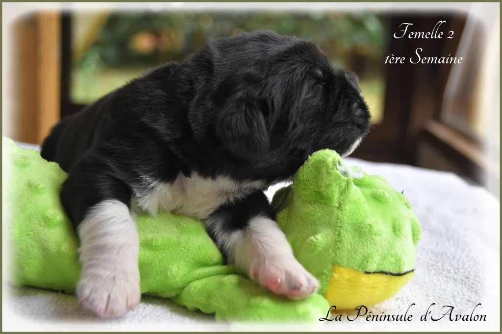 de la Péninsule d'Avalon - Chiots disponibles - Terre-neuve